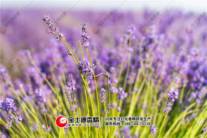 薰衣草(cǎo)香精(jīng) 薰衣草(cǎo)香精
