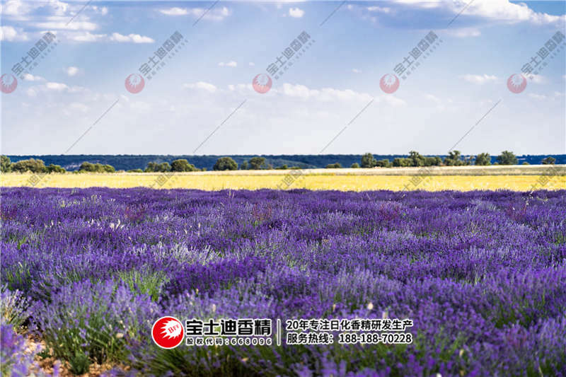 薰(xūn)衣草 薰衣草