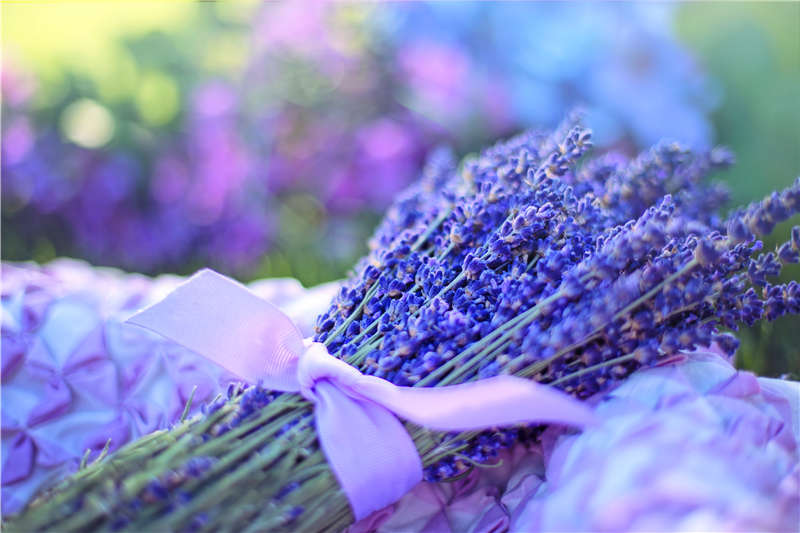 薰衣(yī)草花(huā) 薰衣草(cǎo)花