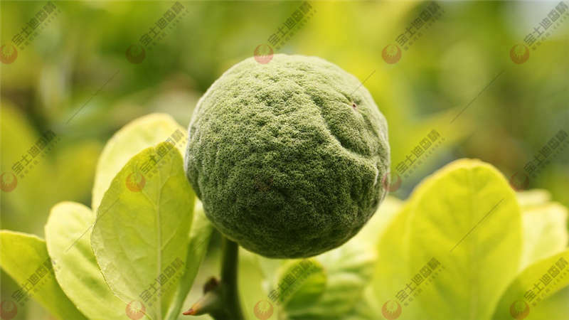 柑橘樹上的果子