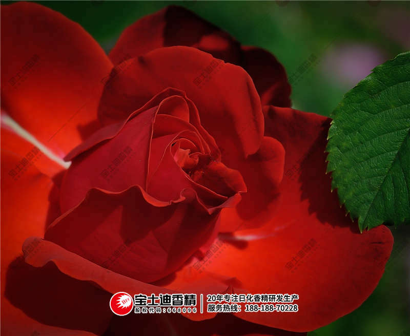 香精 香精(jīng)