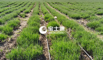 寶（bǎo）士（shì）迪霍城薰衣草（cǎo）精油-優良（liáng）育（yù）苗（miáo）