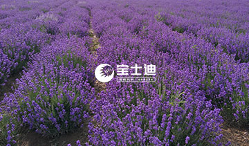 香蕉电影网霍城薰衣草精油-滋潤（rùn）生長