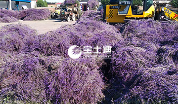 香蕉电影网霍（huò）城薰衣草精油（yóu）-花穗分揀